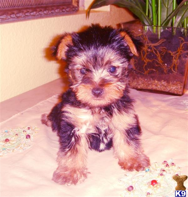 Puppies in CA